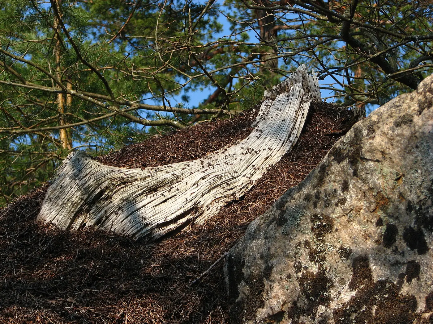 An ant nest of heaped conifer needles beside a rock, with many ants crawling over a pale dead log lying across it