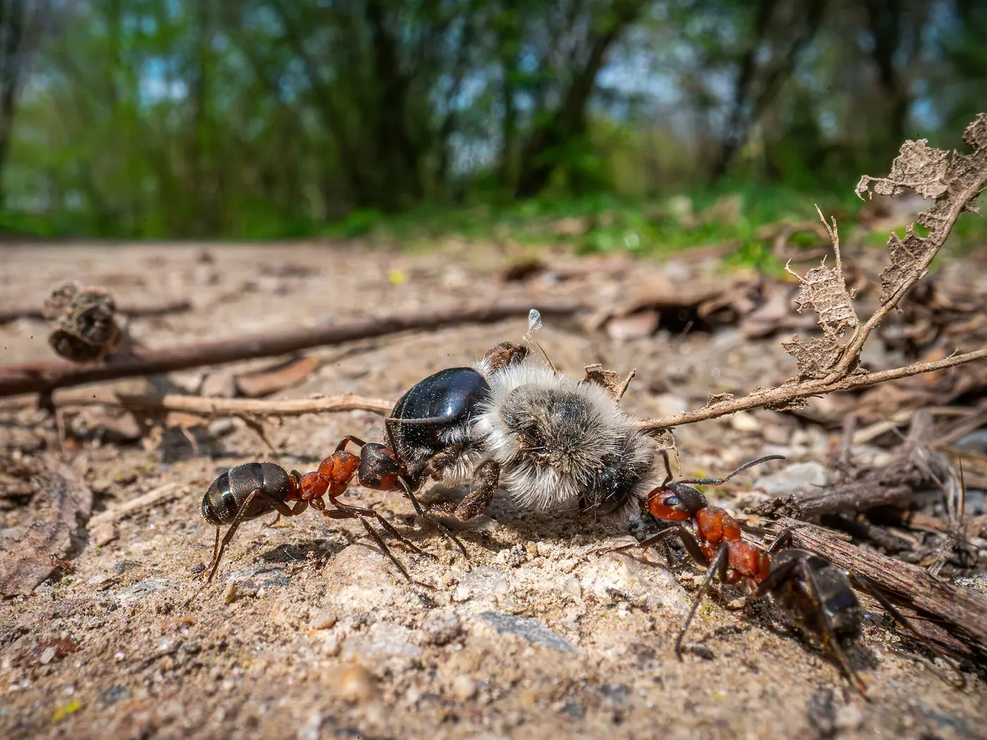 Two reddish-brown ants on the ground carrying a dead bee between them