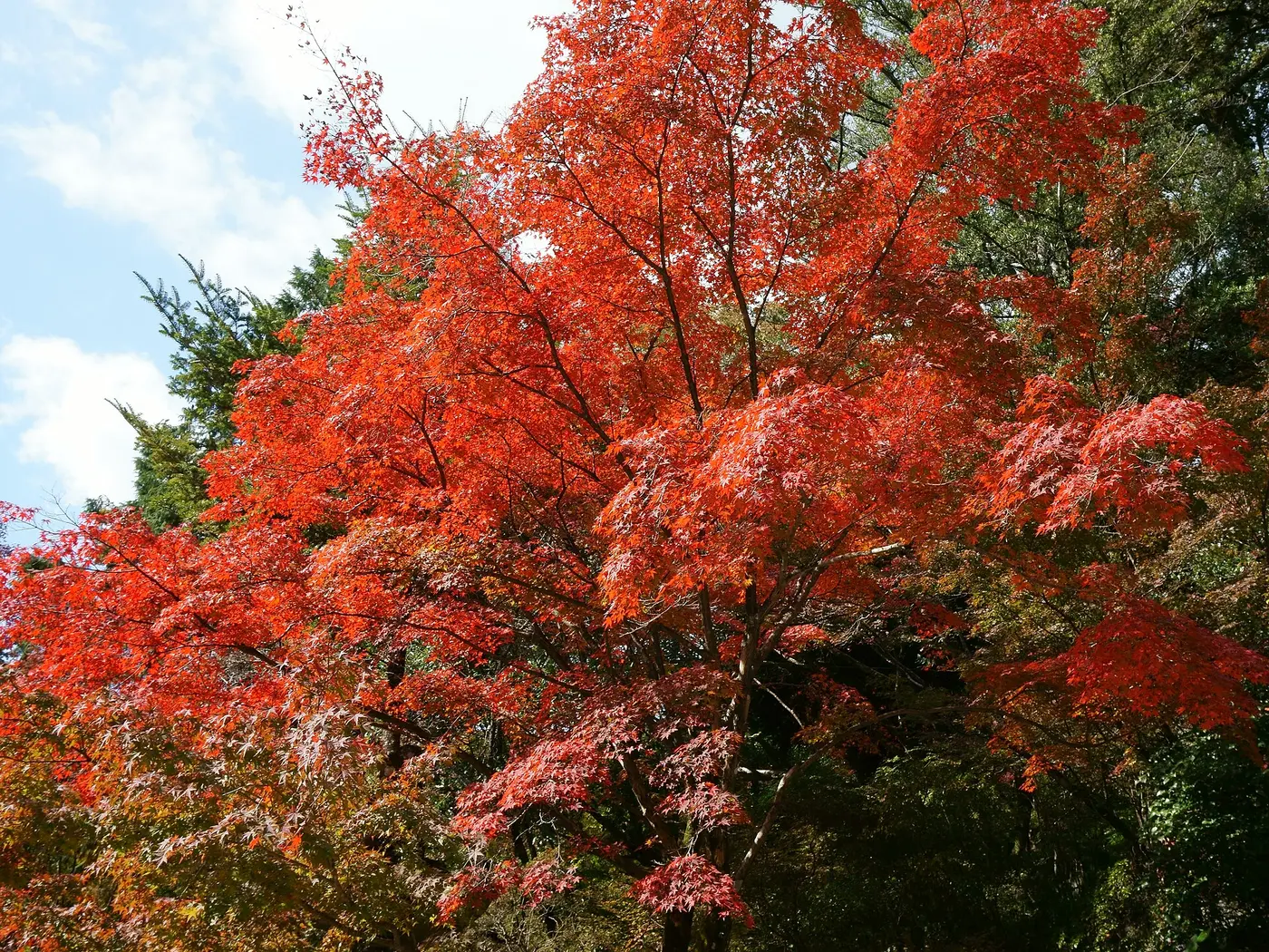 A maple tree with branches full of red leaves under a blue sky, with green conifers behind
