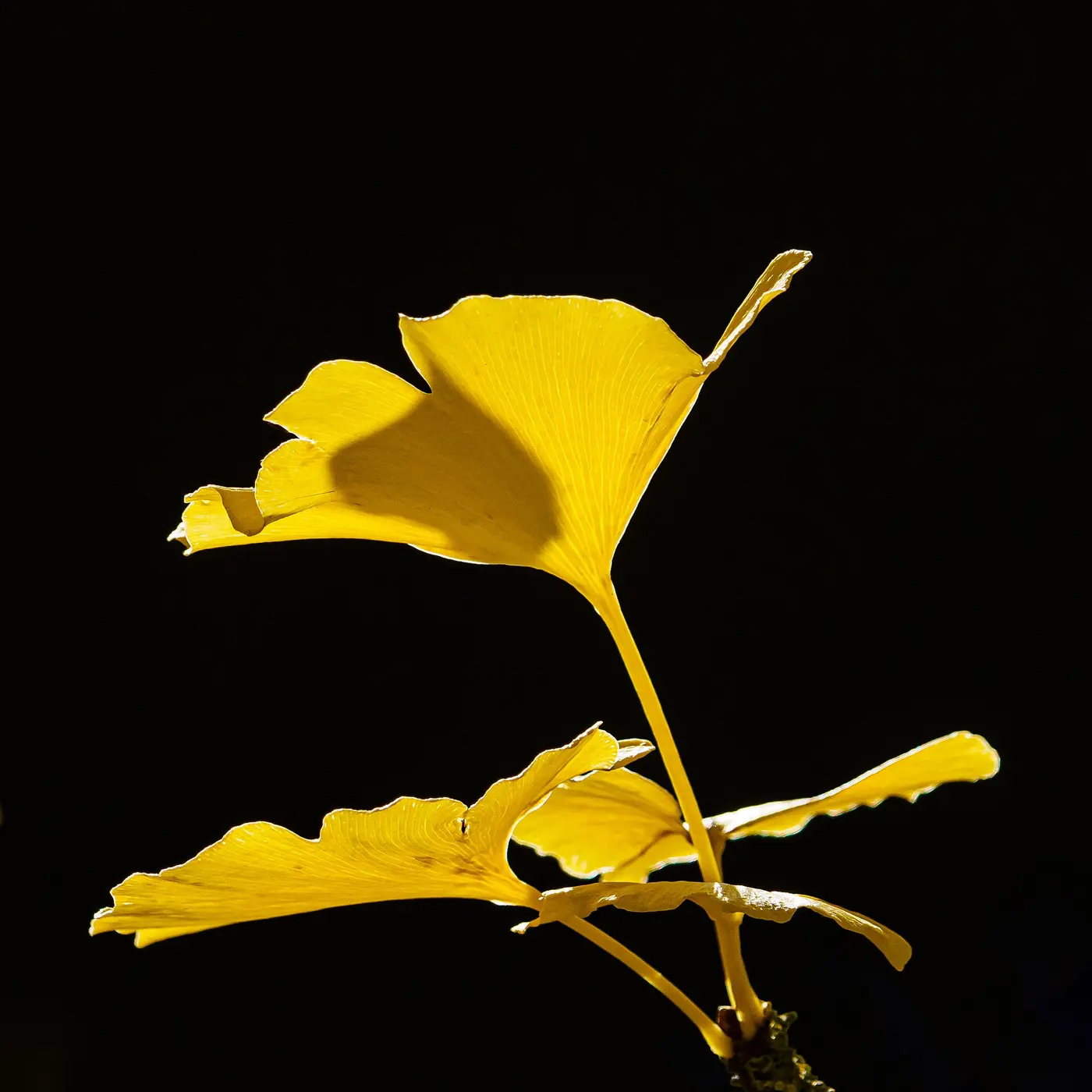 Yellow ginkgo leaves glowing with autumn sunlight against a black background