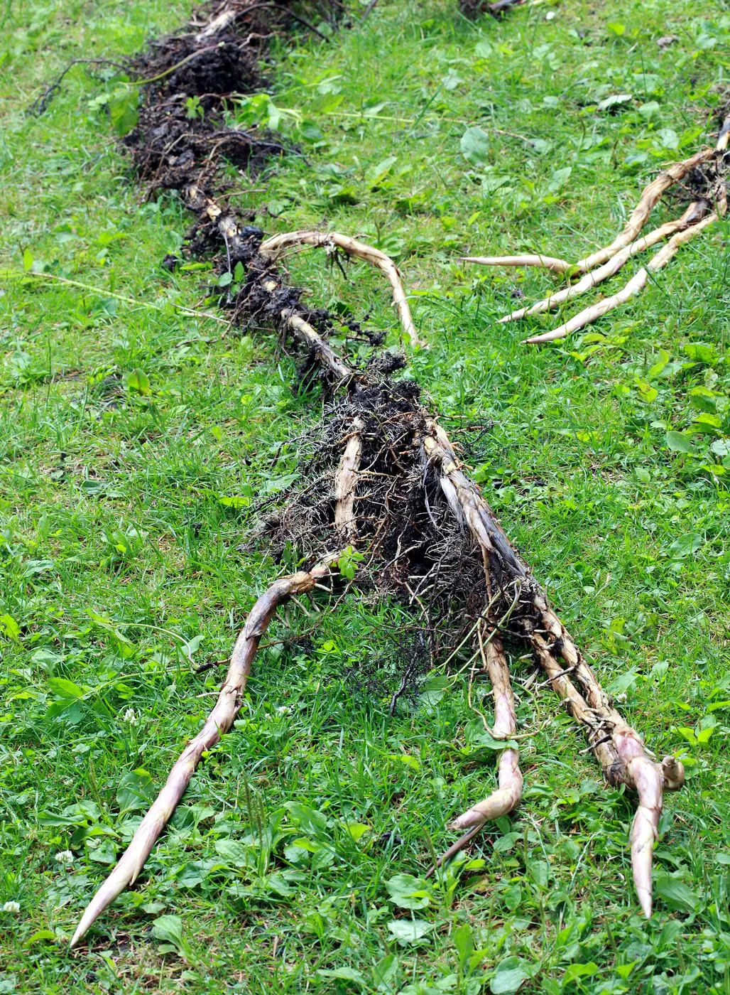 A dug-up bamboo rhizome lying on a lawn, with thin roots growing from its nodes