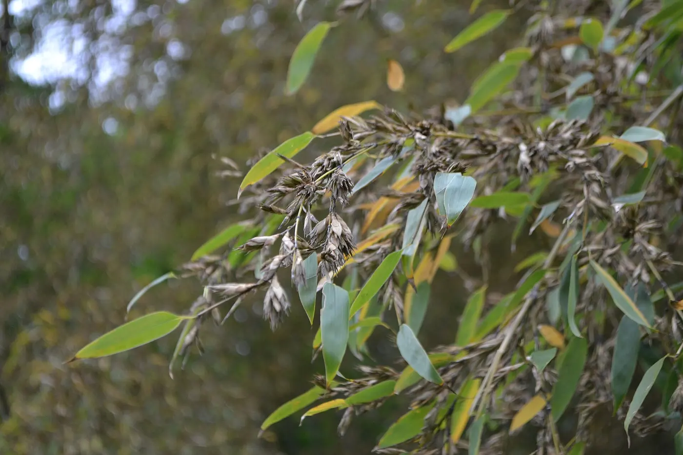 Several small brown flower clusters, resembling ears of rice, at the tips of bamboo branches
