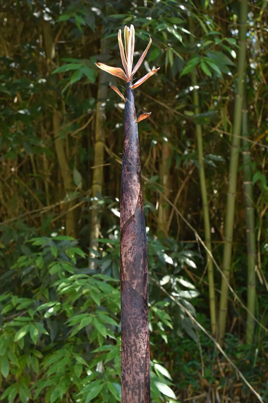 A tall madake bamboo shoot, still wrapped in dark-speckled sheaths, rising in a bamboo grove