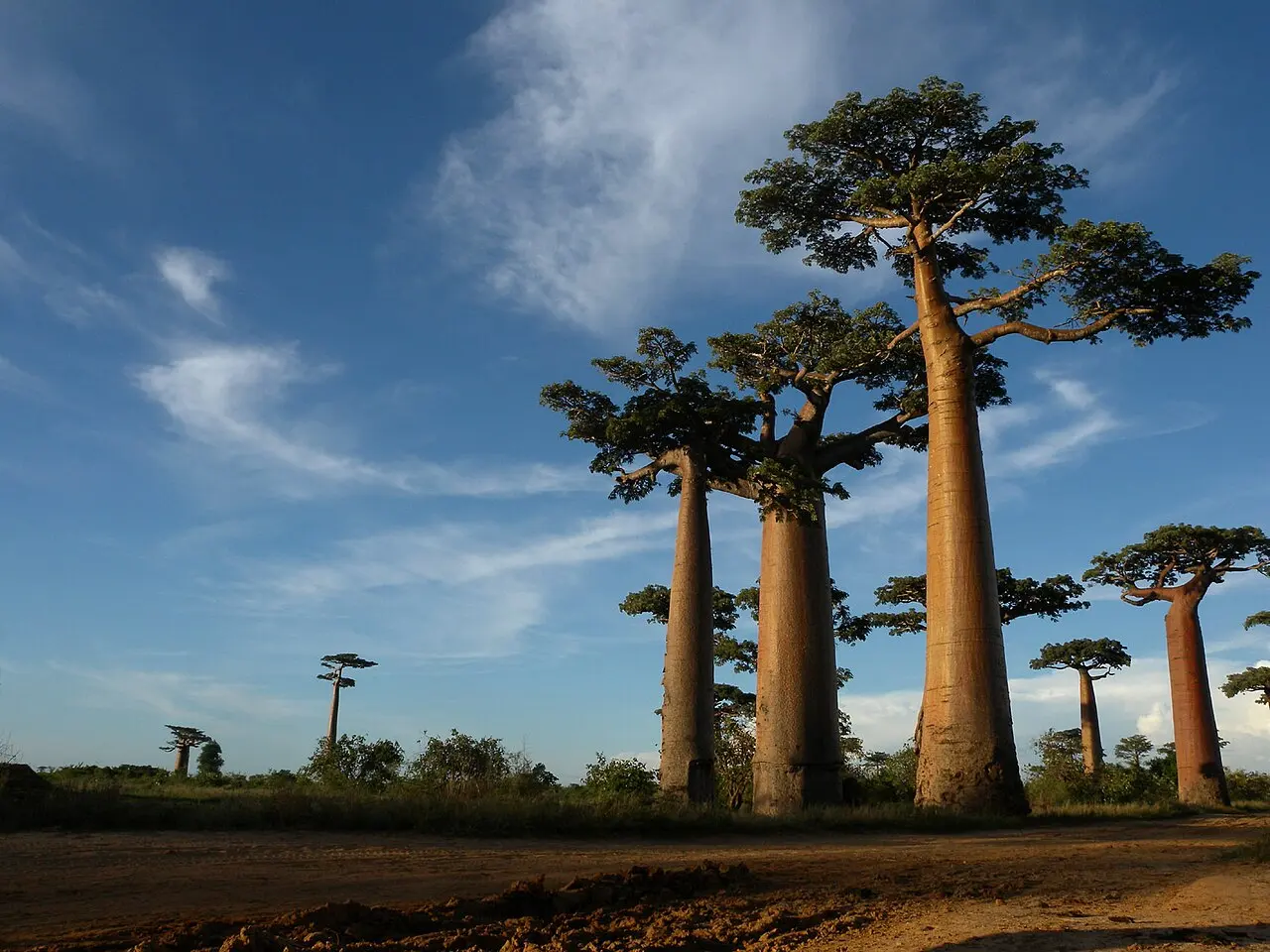 Several baobabs with thick, straight trunks and branches spread only at the top, standing beside a red dirt road