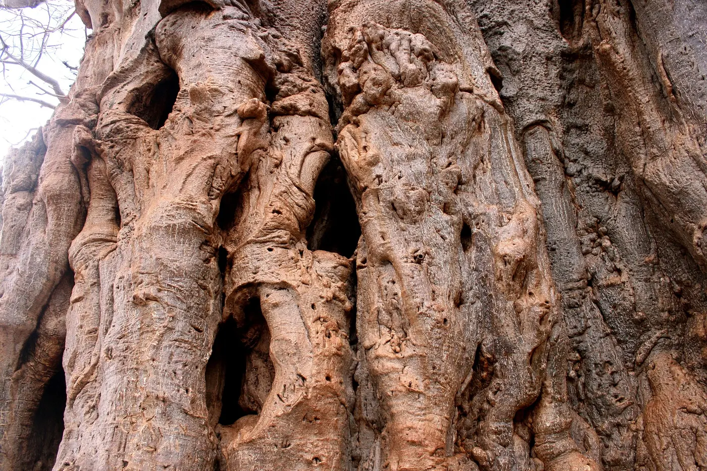 A huge baobab trunk carved with deep folds and hollows, as if several thick trunks had merged together