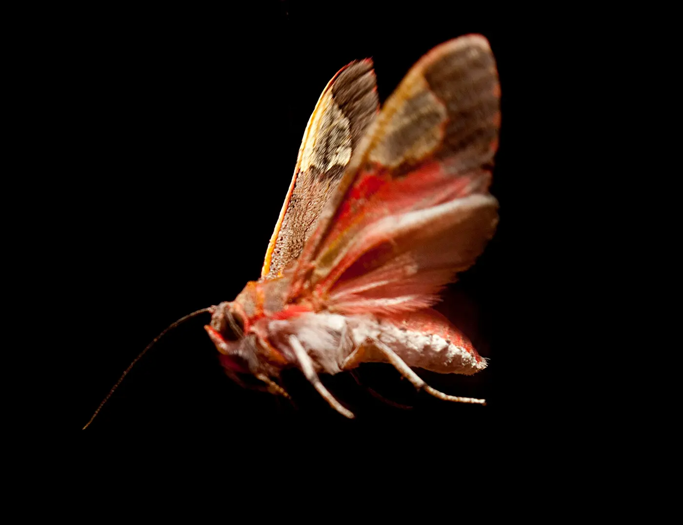 A moth with red, pink and brown markings, wings spread, against a black background
