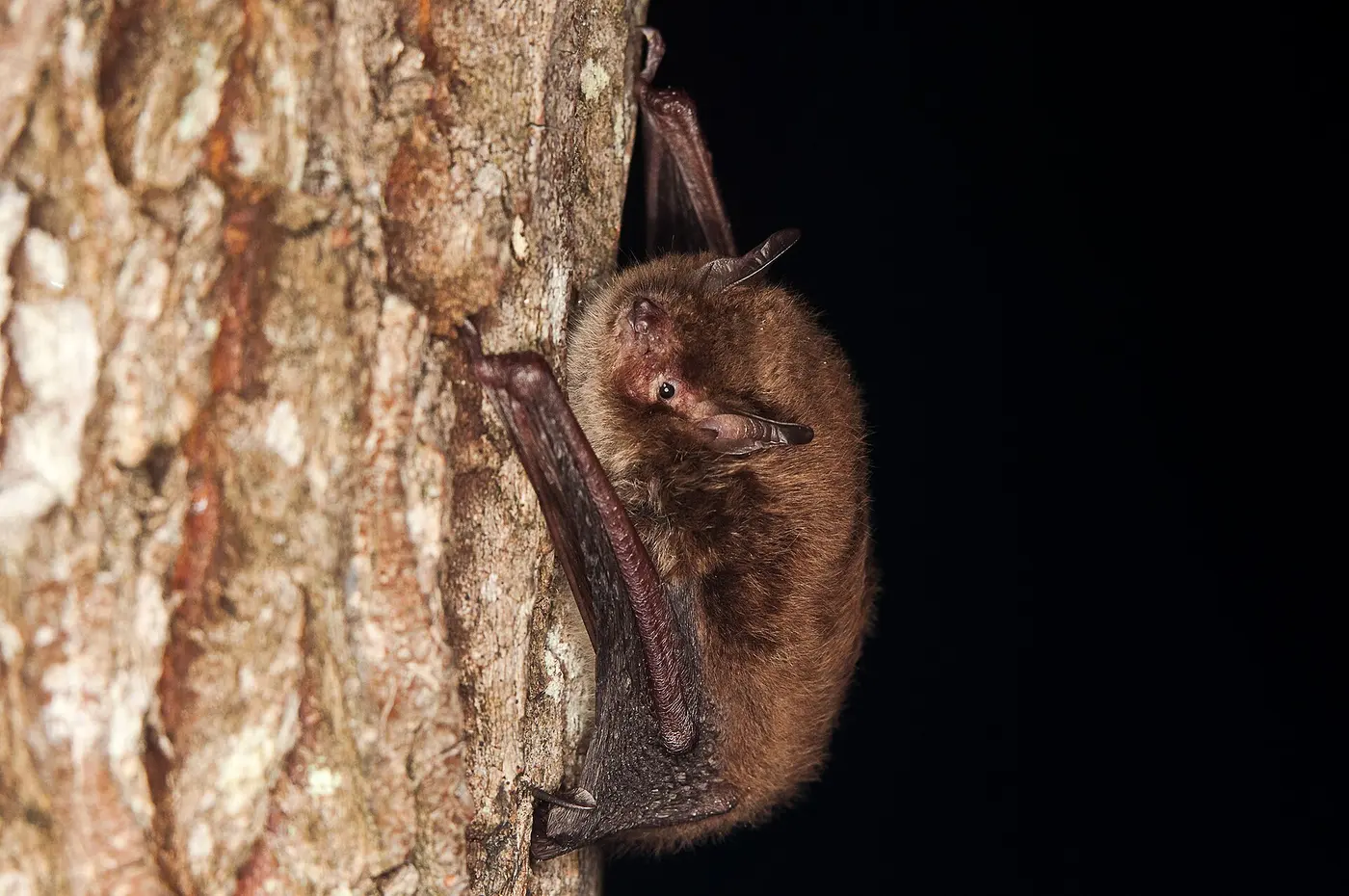 A brown-furred bat clinging to a tree trunk at night, turning to look at the camera