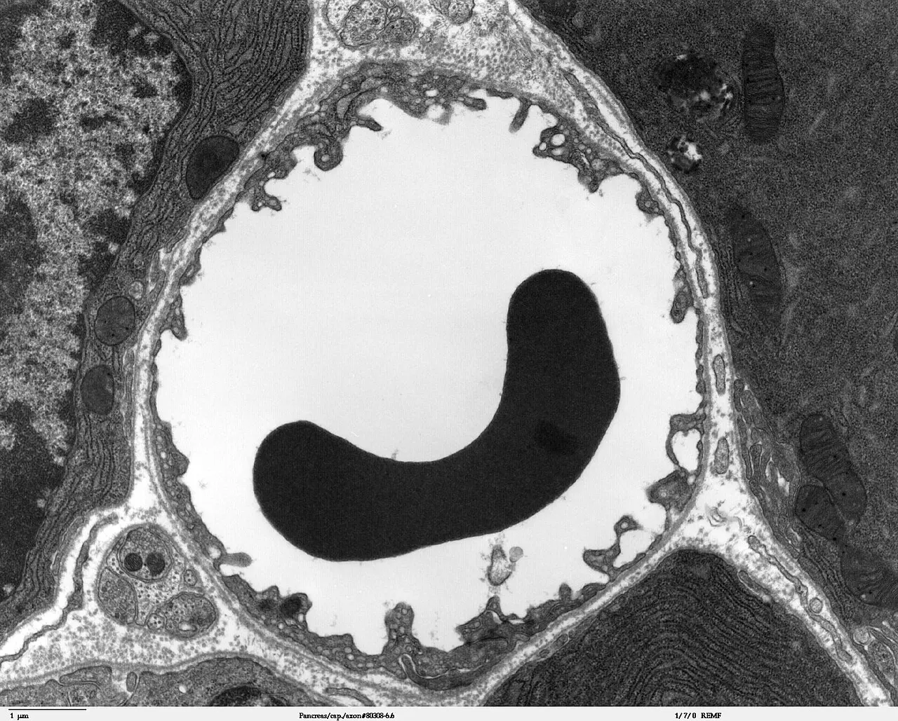 Electron micrograph of a cross-section of a narrow tube containing a single red blood cell