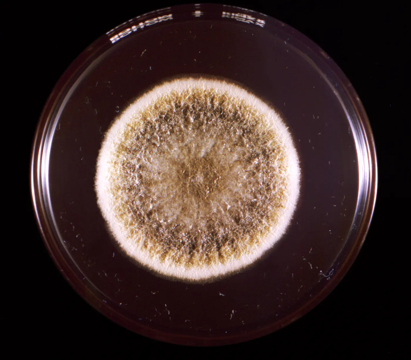 A round, ochre-colored mold colony spreading across a petri dish against a black background