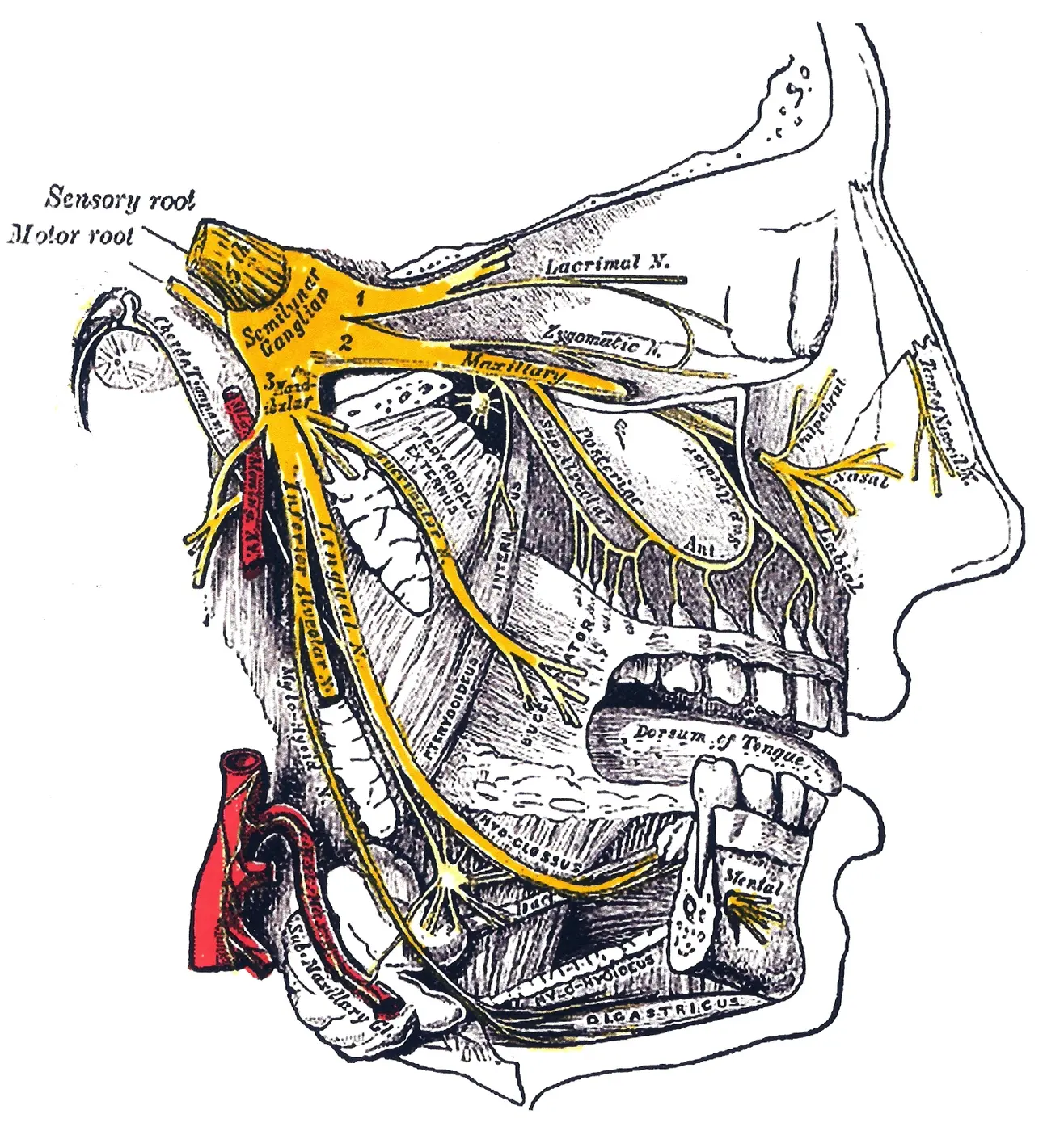 Side-view anatomical drawing of the face, with the trigeminal nerve colored yellow and branching toward the eye area, upper jaw and lower jaw