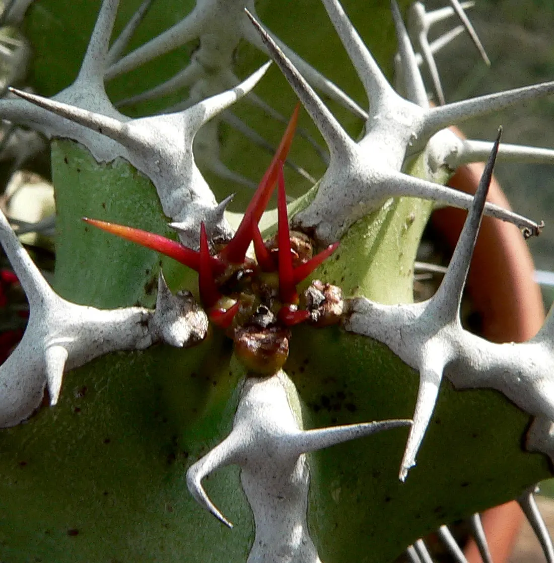 A thick green stem with hard white spines arranged in V-shaped pairs, and new red spines growing at the tip