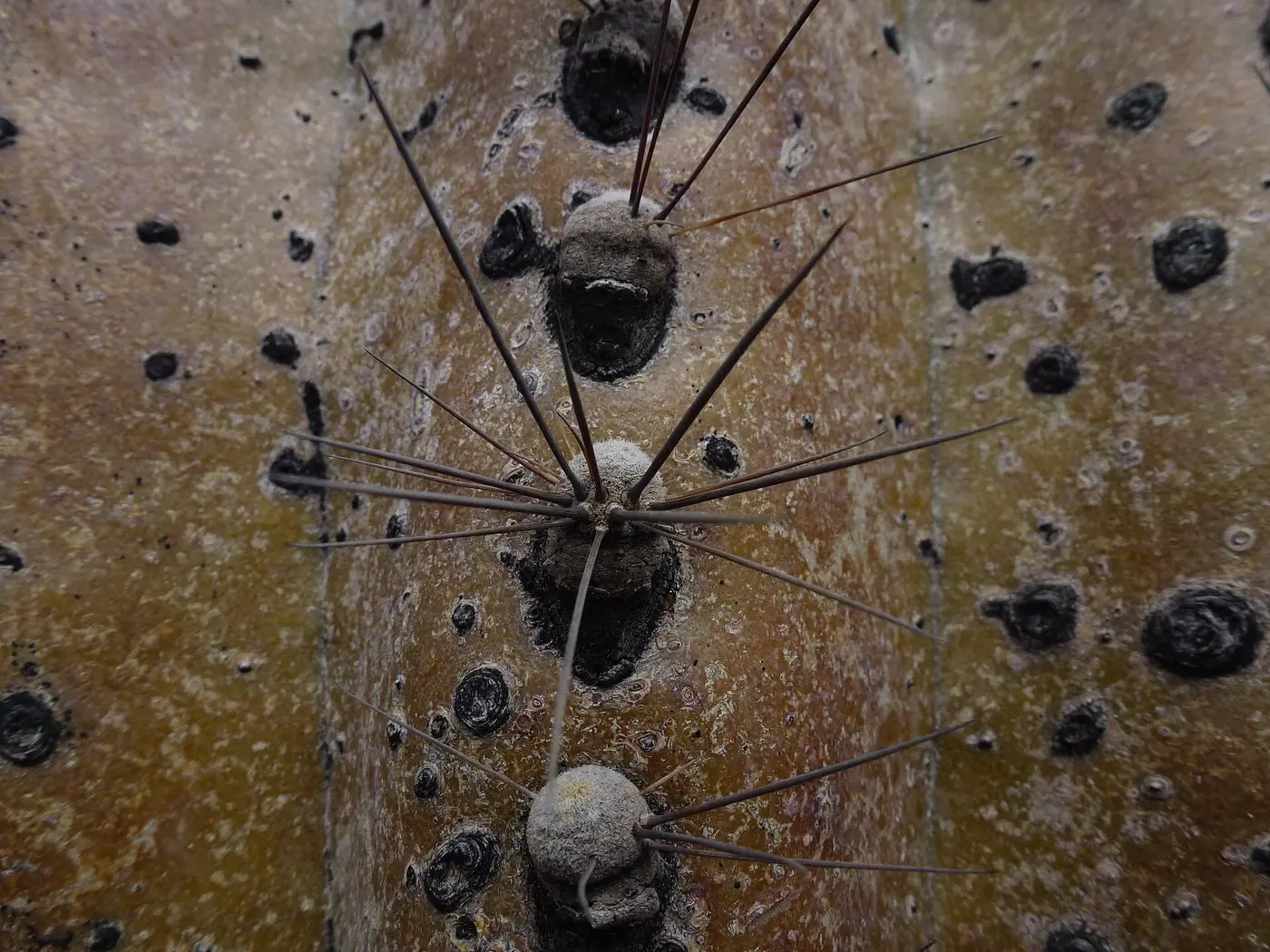 Gray, cottony tufts lined up along the ribs of a cactus stem, with thin spines radiating from each one
