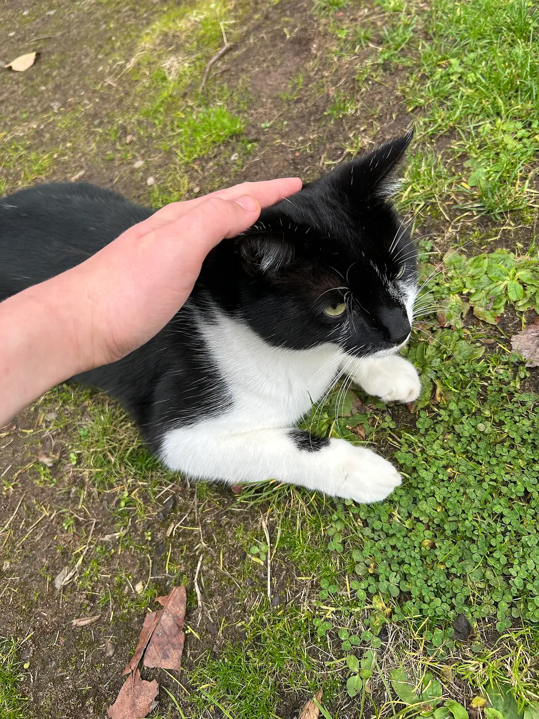 A person’s hand stroking the head of a black-and-white cat lying on the grass