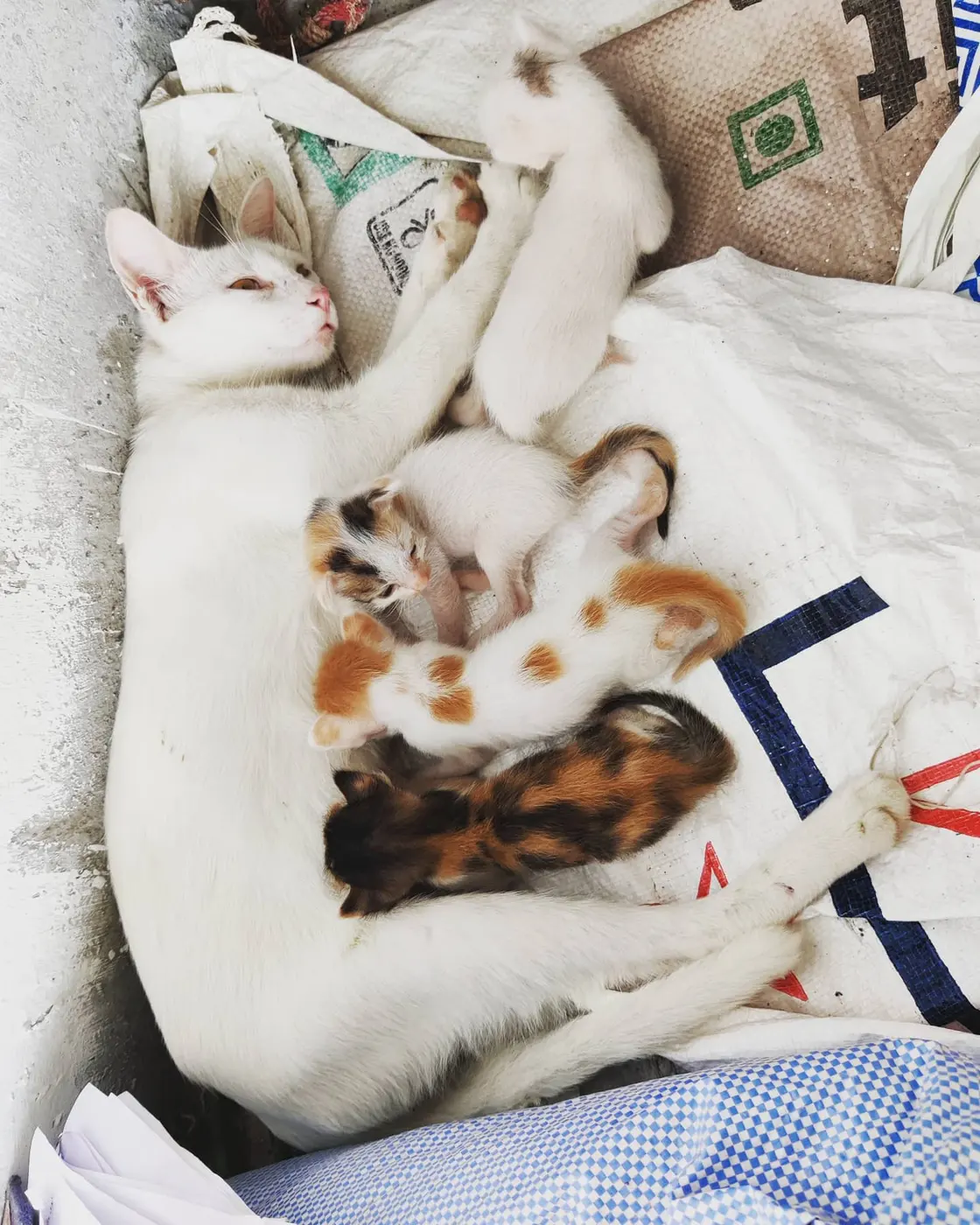 Kittens of different colors snuggled against the belly of a white mother cat lying on her side, nursing