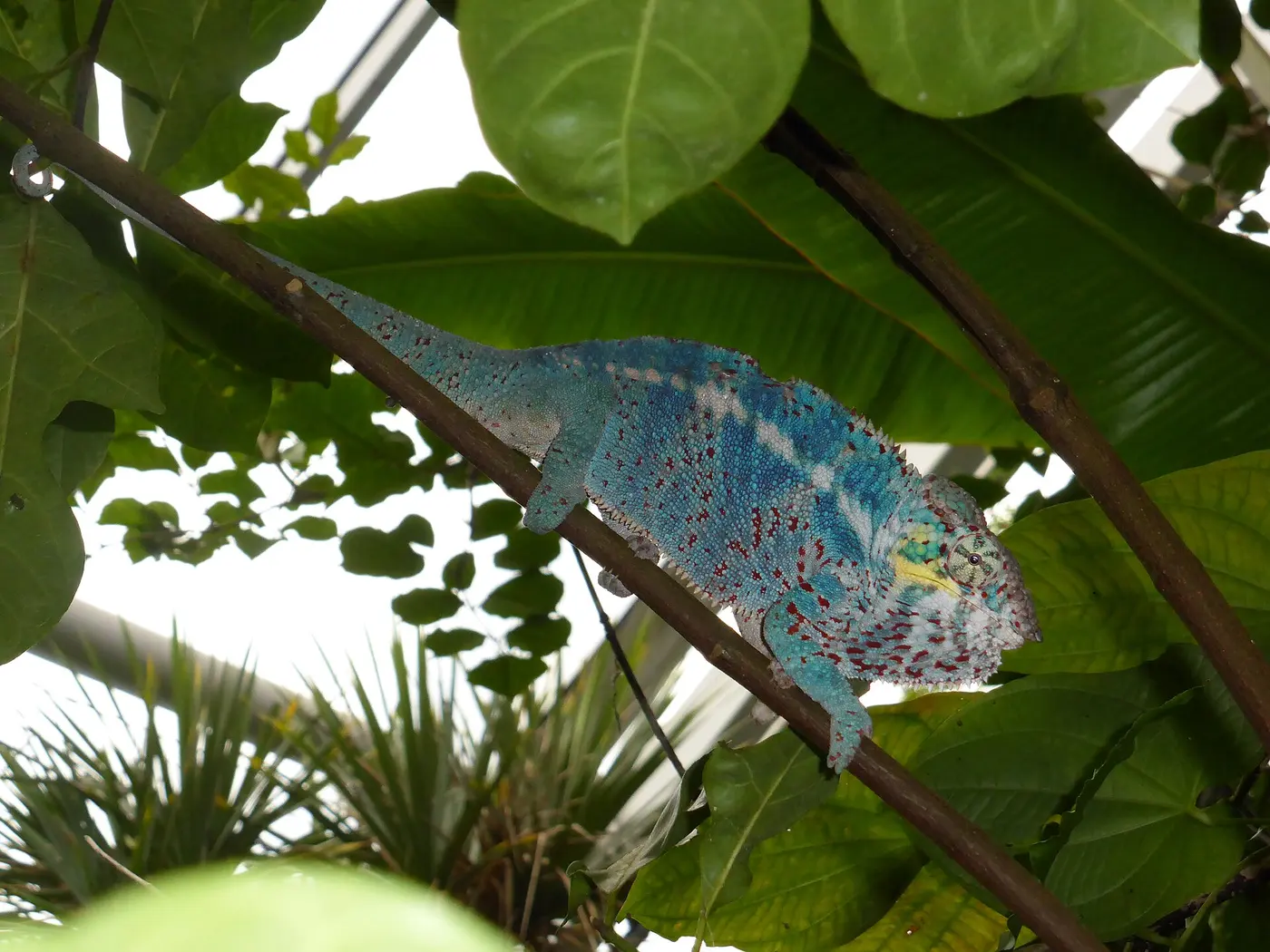 A strongly blue panther chameleon gripping a sloping branch among tropical plants