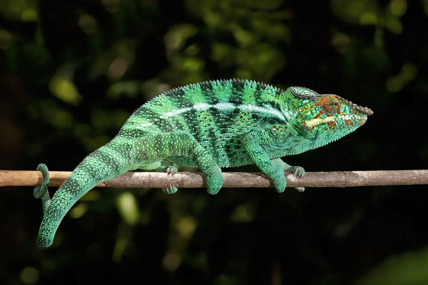 A panther chameleon with vivid green and blue-green stripes walking along a thin branch