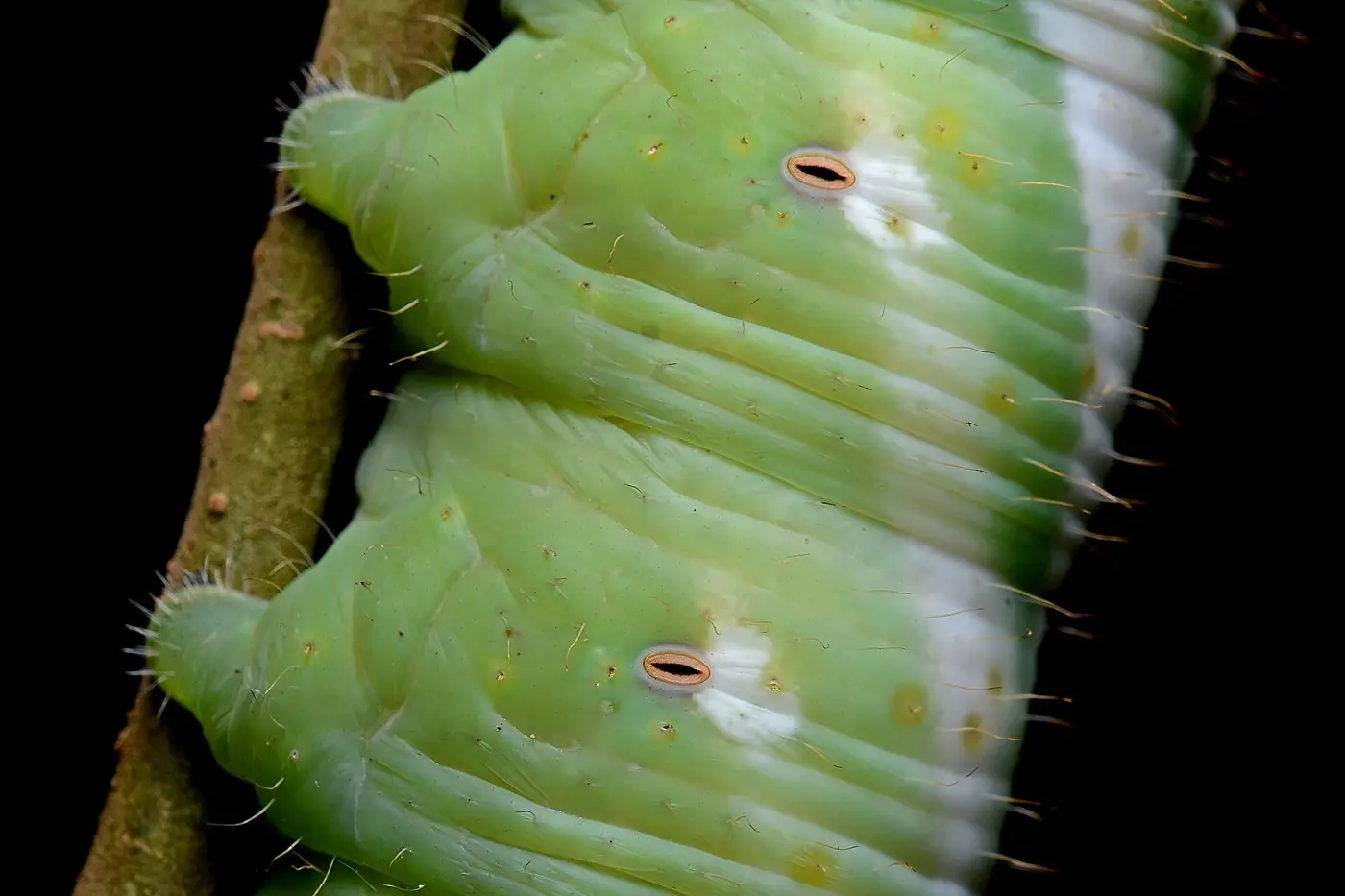 Small oval openings with rims lined up along the side of a green caterpillar