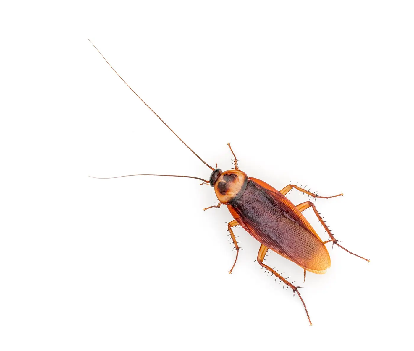 Top-down photo of an American cockroach with long antennae on a white background