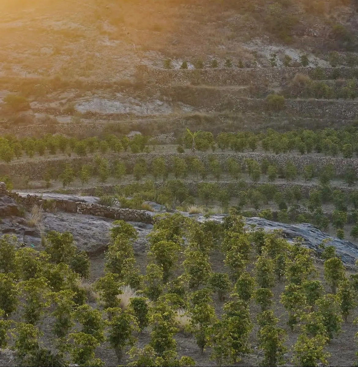 A sunlit mountainside layered with terraces, with rows of coffee trees planted along them