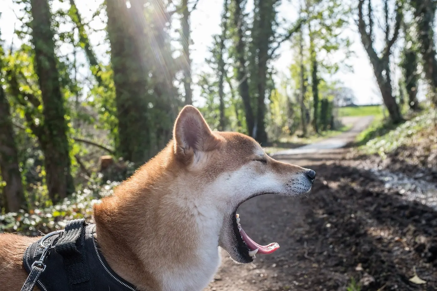 散歩道で大きく口を開けてあくびをする柴犬
