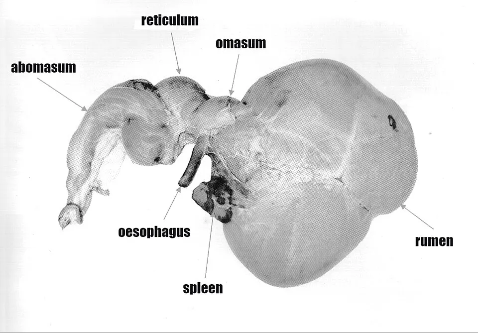 Drawing of a ruminant stomach: a large first chamber on the right, the second and third chambers in the middle and the fourth on the left, labeled in English