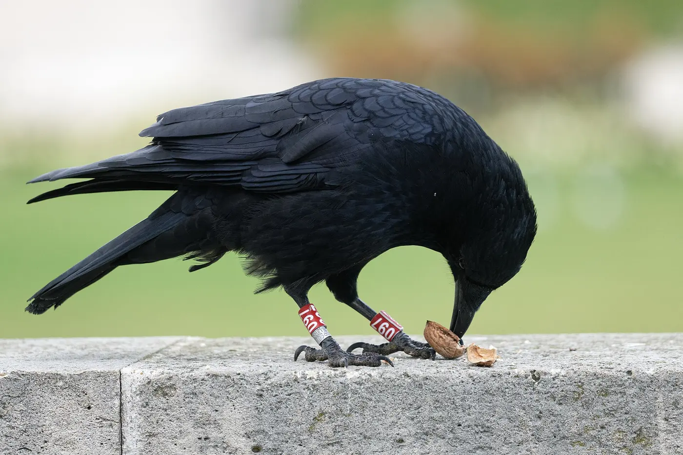 A leg-banded carrion crow pecking at a cracked walnut on a stone ledge