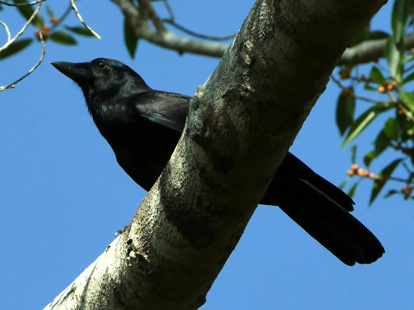 A black New Caledonian crow perched on a thick tree branch against a blue sky