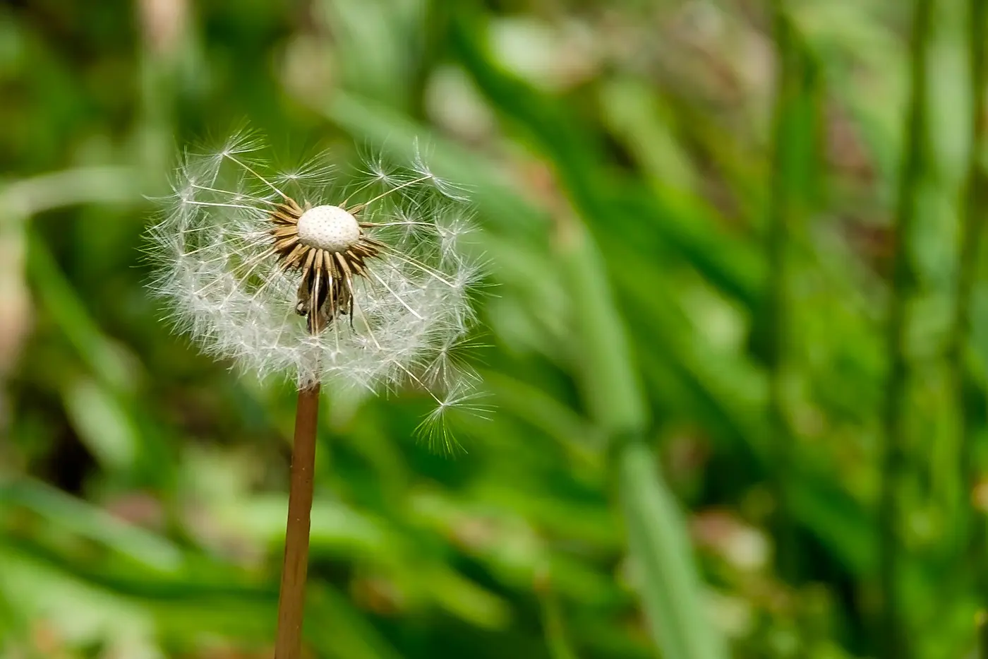 A dandelion seed head on its stalk against green grass, with some of the seeds already blown away