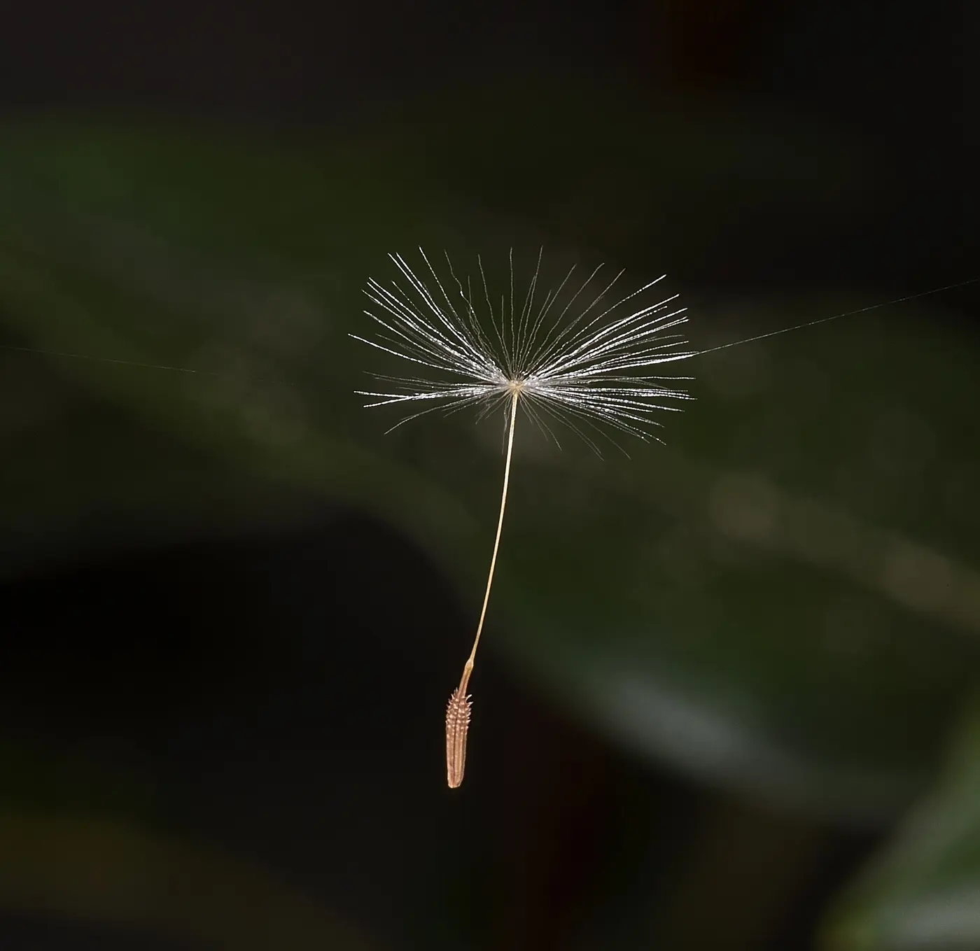 A single dandelion seed caught on a spider’s thread against a dark background, with radiating bristles above and a thin stalk and slender fruit below
