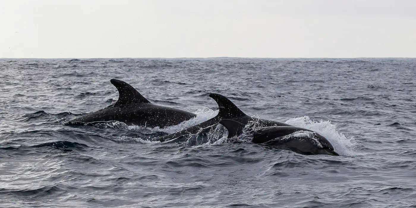 Two bottlenose dolphins swimming side by side, their dorsal fins breaking the choppy sea surface