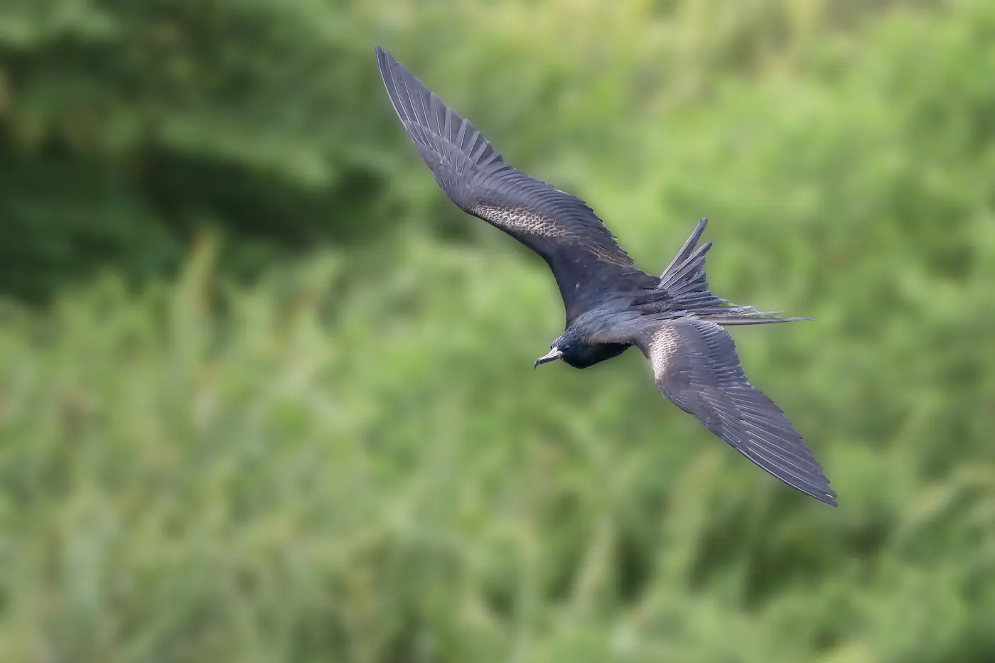 A black great frigatebird gliding over green shrubs with its long, narrow wings spread wide