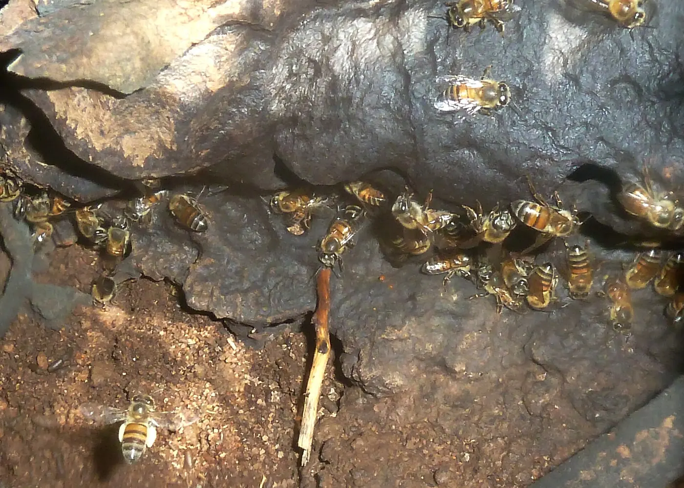 Many honeybees crowding the entrance of a nest in a gap between rocks