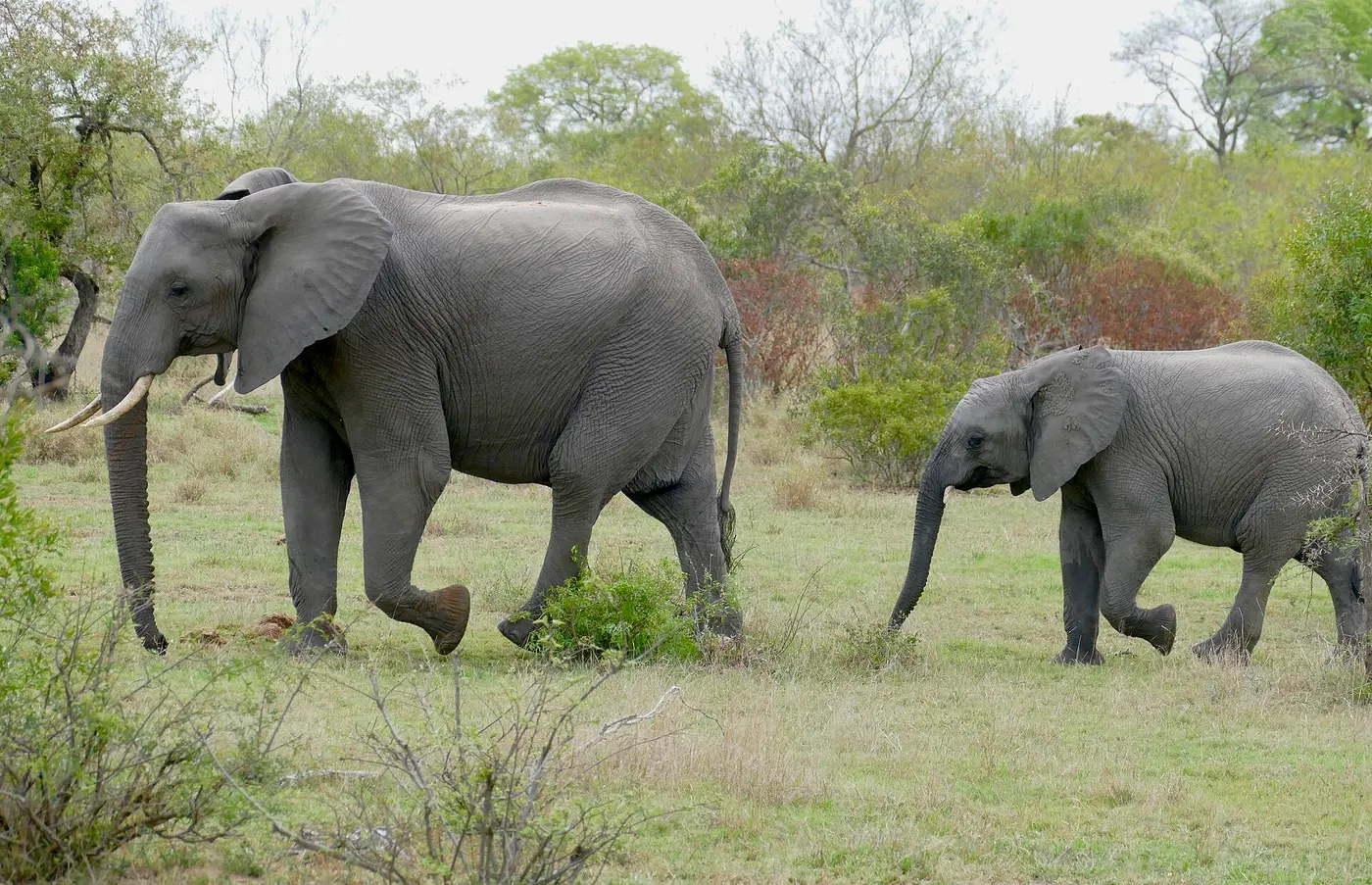 An adult African elephant with tusks walking side by side with a young elephant across grassland