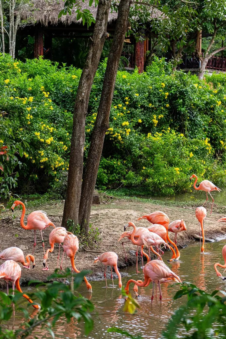 A flock of pink flamingos with heads lowered, feeding in shallow water against a backdrop of green bushes