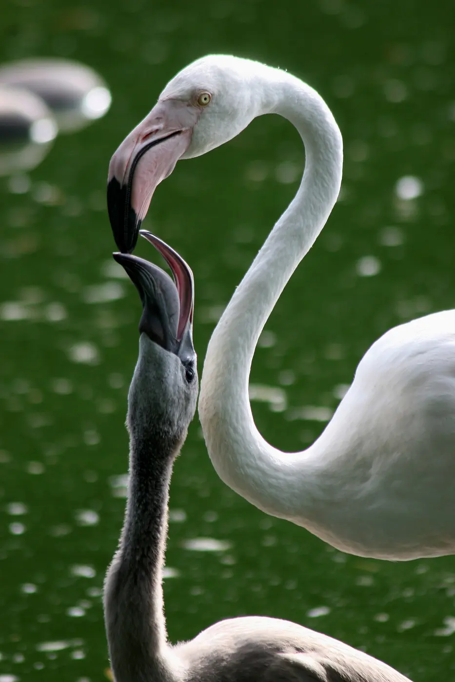 A pale adult flamingo bending its neck to feed a gray, downy chick beak to beak