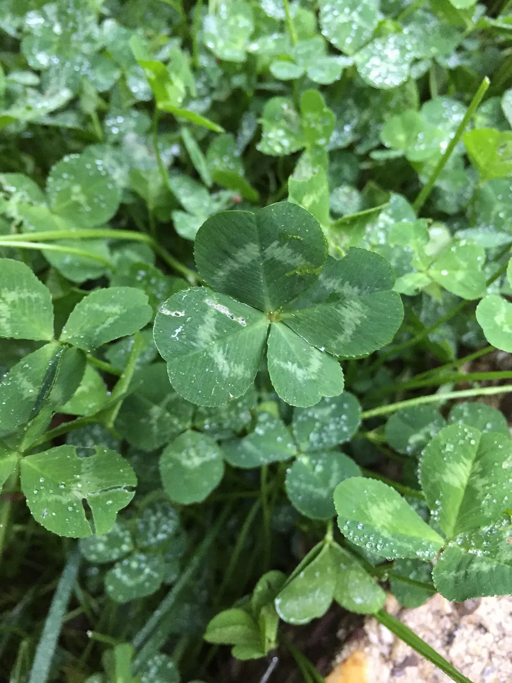 A single four-leaf clover among a dense patch of dew-dotted three-leaf white clover