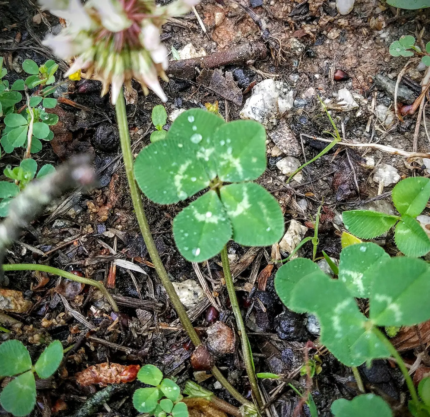 A clover with five small leaflets clustered at the tip of a stem rising from the ground