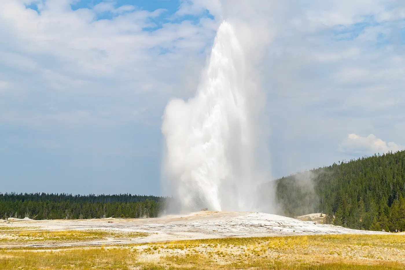 A geyser sending a tall column of steam and hot water up from white ground, with a forest behind