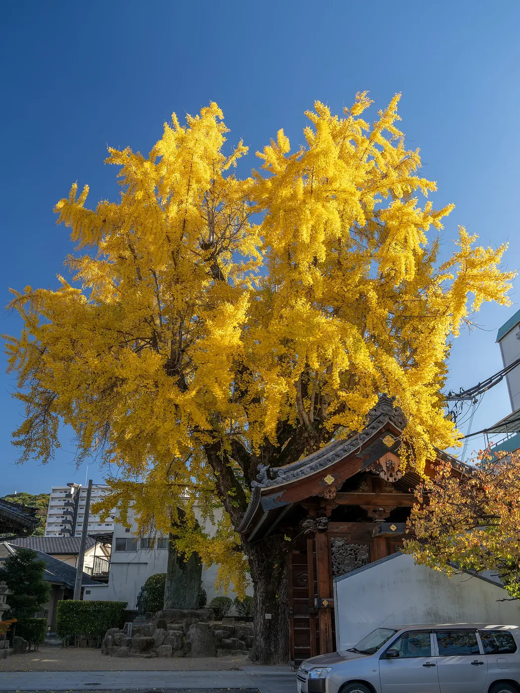 Under a blue sky, a large ginkgo with golden leaves spreads its branches from a thick trunk rising just behind a temple gate