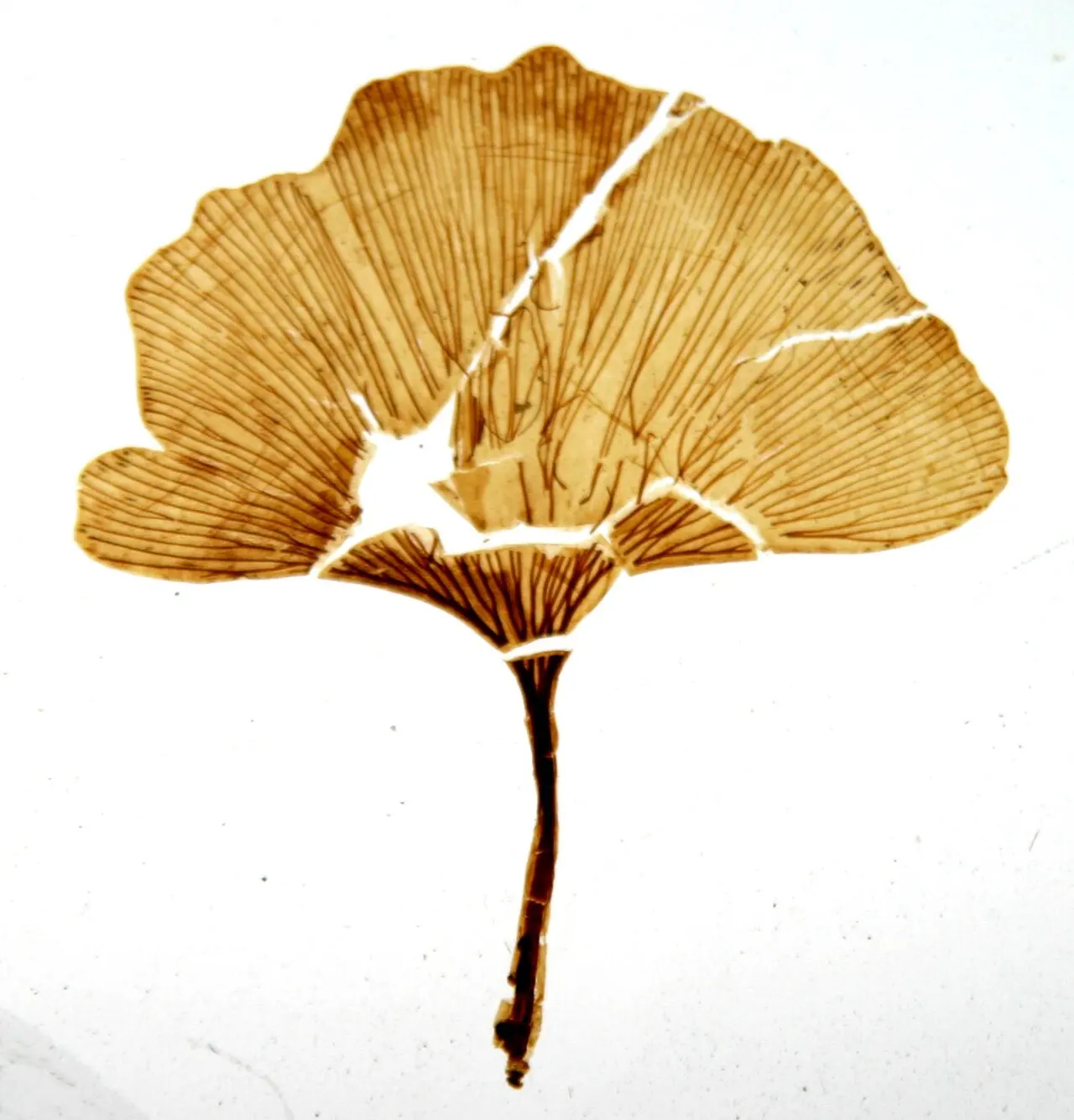 A fossil leaf of a ginkgo relative against a white background, fan-shaped with fine veins radiating outward