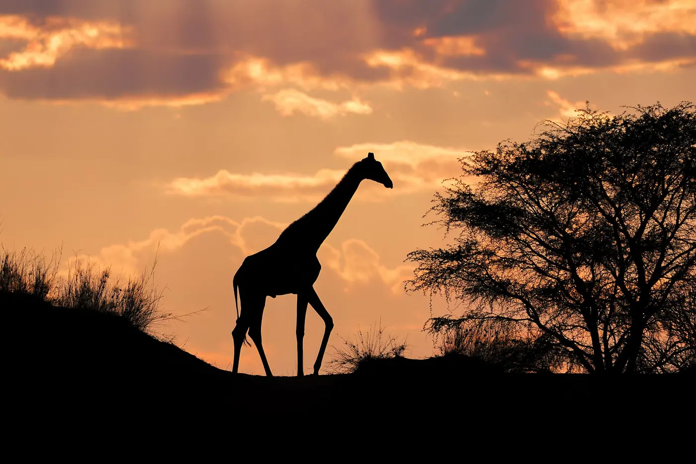 The silhouette of a giraffe walking along a hilltop against a sunrise sky