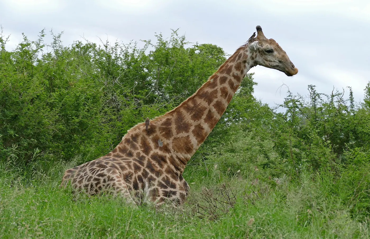A giraffe resting on grassland with its legs folded beneath it and its neck held straight up
