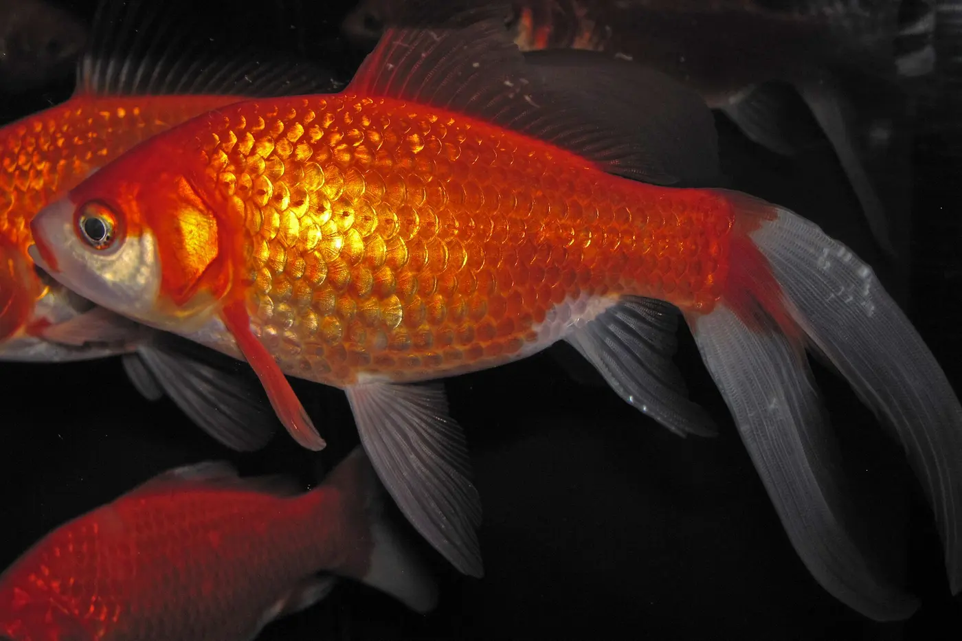 A goldfish with an orange body and long white fins swimming in a tank against a black background