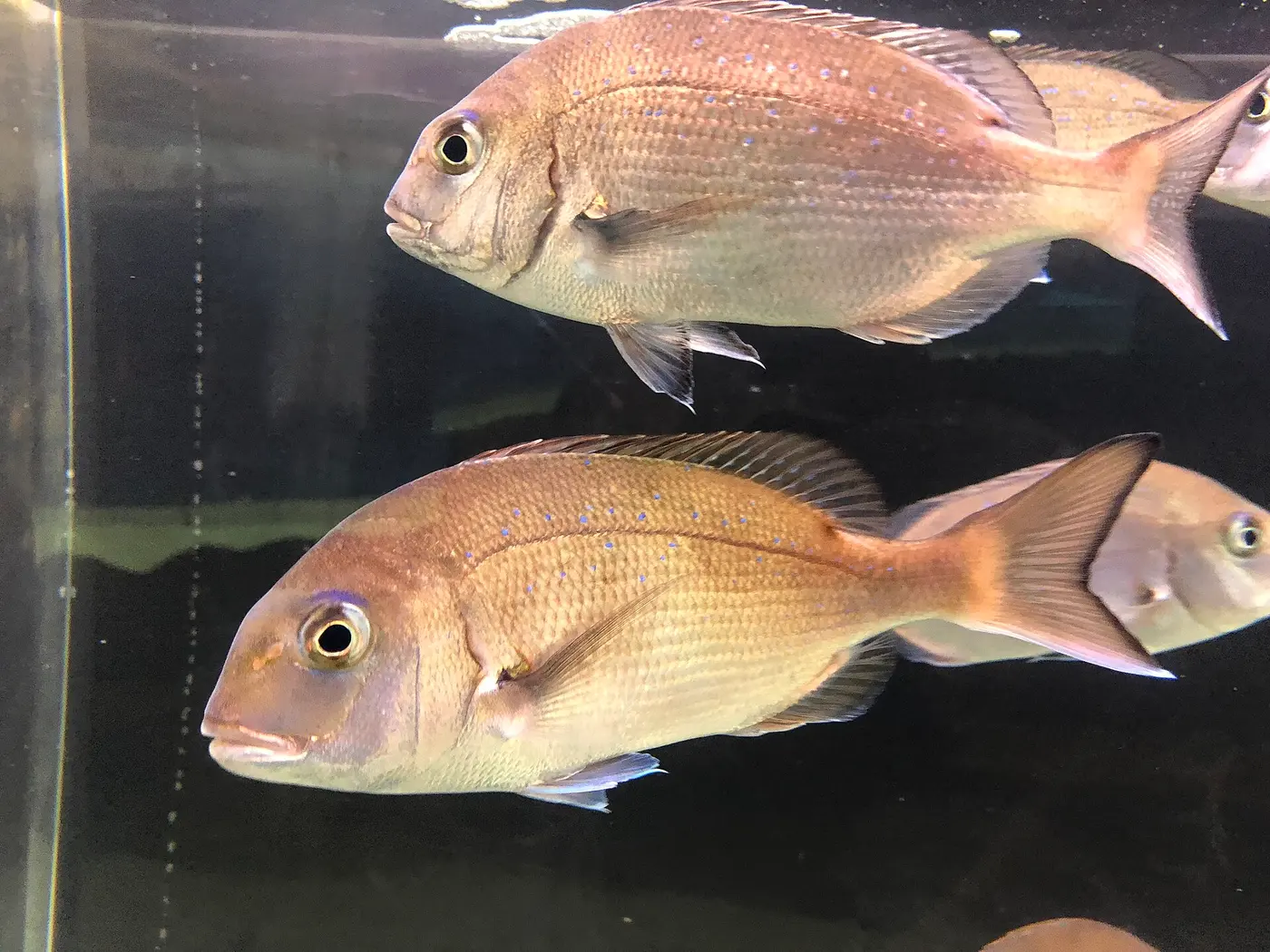 A reddish red sea bream with small blue spots swimming in an aquarium tank