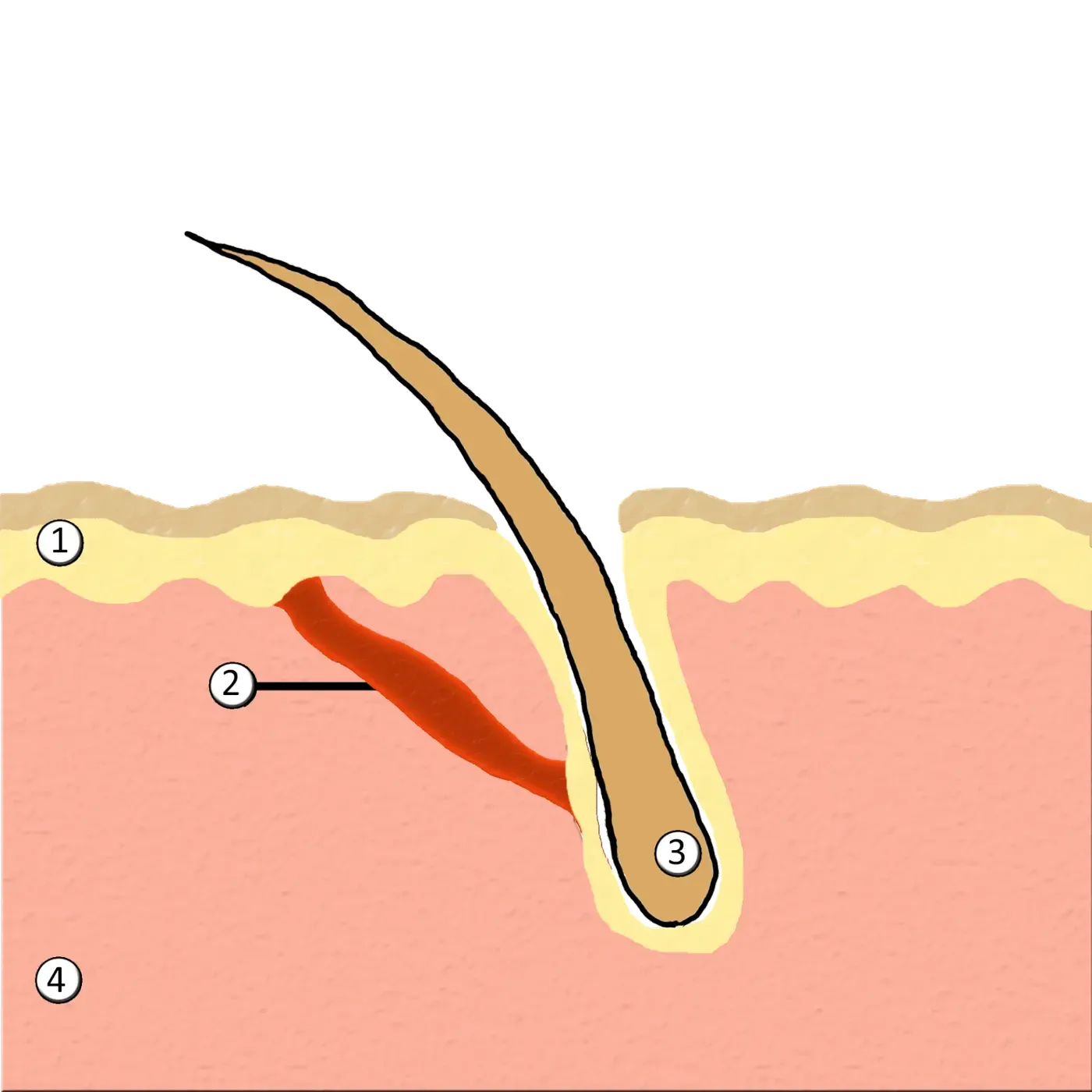 A cross-section of skin showing a red muscle attached to the base of a slanted hair