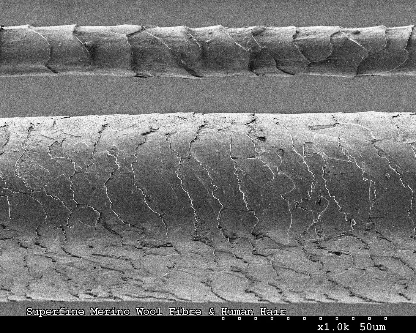 An electron microscope image of a thin wool fiber and a thicker human hair with a scaly surface