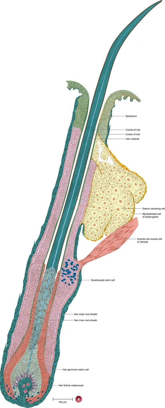 Illustration of the structure of a hair follicle surrounding a hair inside the skin