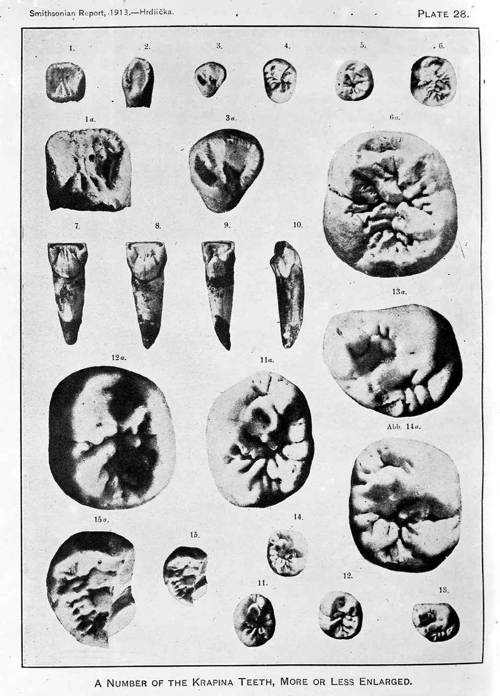 An old plate showing photographs of Neanderthal teeth of various sizes