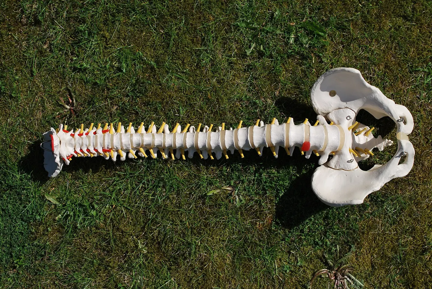 A model of a human spine, from the neck down to the pelvis, lying on grass