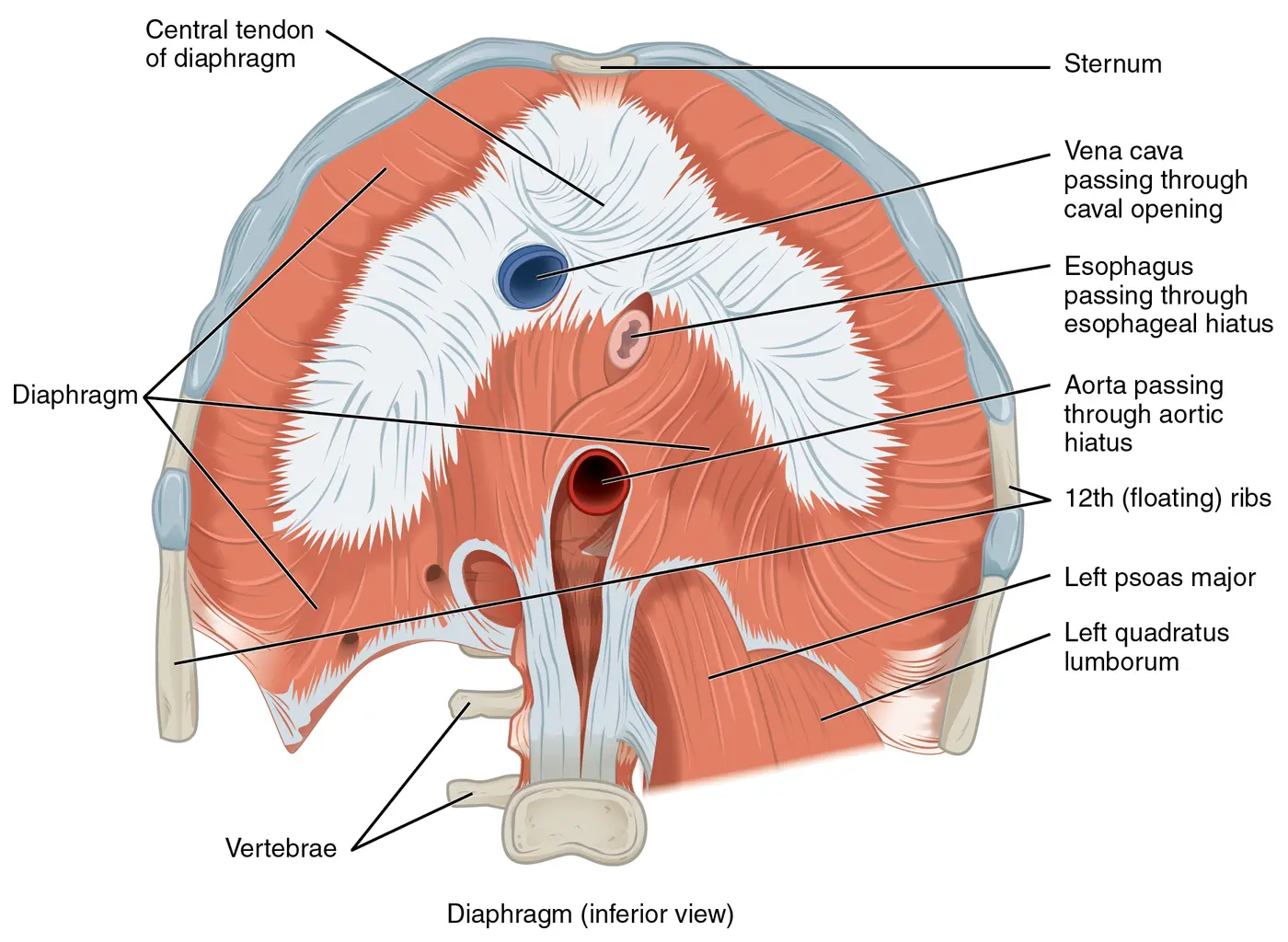 An anatomical drawing of the dome-shaped diaphragm seen from below, with white tendon at the center and red muscle around it